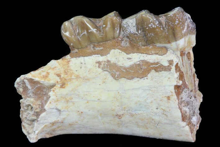 Oligocene Horse (Mesohippus) Jaw Section #81512